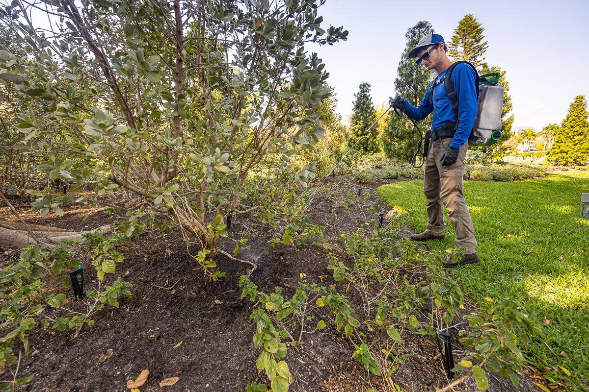 Do You Need Both Pre & PostEmergent Weed Control in Sarasota, FL Tropical Gardens Landscape